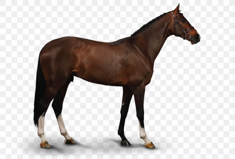 Akhal-Teke Stallion Icelandic Horse Howrse Arabian Horse, PNG, 848x577px, Akhalteke, Arabian Horse, Breed, Bridle, Chestnut Download Free
