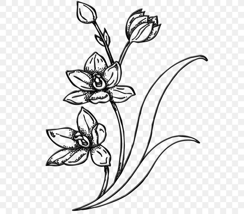 Drawing Image Sketch Clip Art Flower, PNG, 720x720px, Drawing, Art, Artwork, Black And White, Body Jewelry Download Free