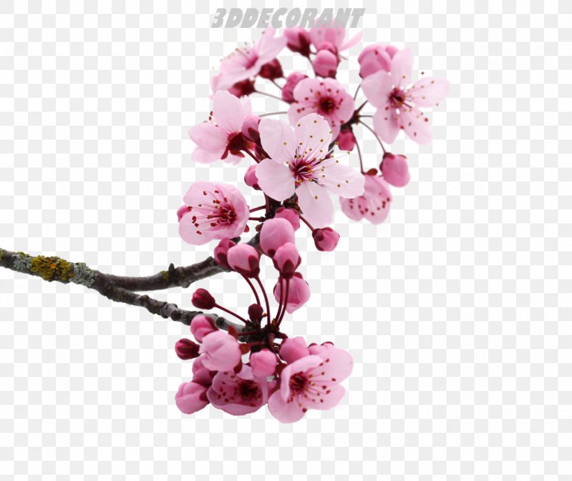 National Cherry Blossom Festival Pink Flowers, PNG, 1047x881px, Cherry Blossom, Blossom, Branch, Cherry, Color Download Free