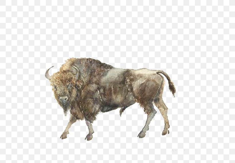 Water Buffalo Ox Gaur American Bison, PNG, 570x570px, Water Buffalo, American Bison, Aurochs, Bison, Bull Download Free