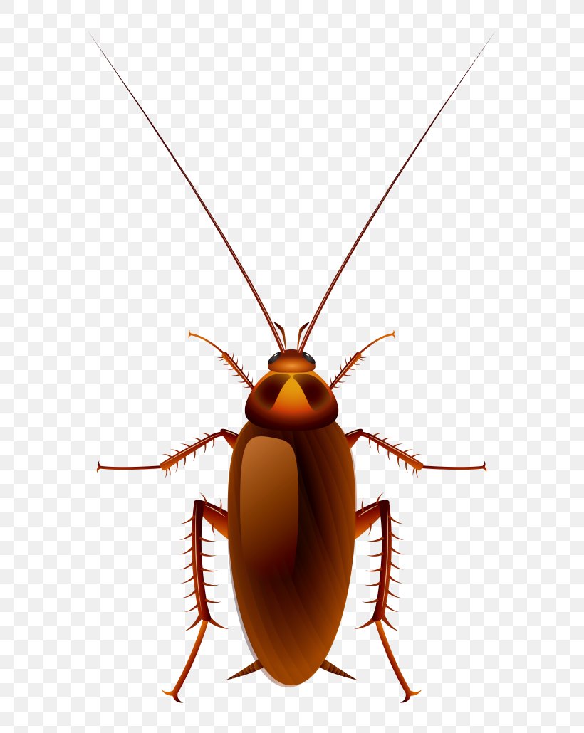 Cockroach Oggy Cartoon Clip Art, PNG, 1640x2060px, Cockroach, Arthropod,  Beetle, Cartoon, Drawing Download Free