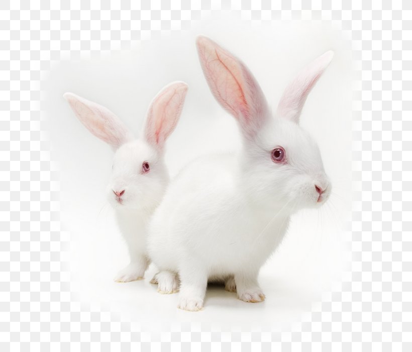 Cruelty-free Animal Testing Stock Photography Testing Cosmetics On Animals, PNG, 700x700px, Crueltyfree, Animal, Animal Testing, Cruelty To Animals, Domestic Rabbit Download Free