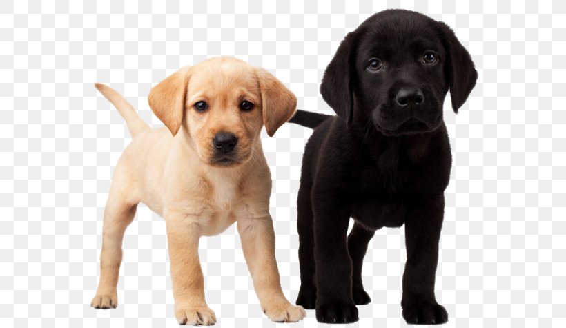 Labrador Retriever Puppy Golden Retriever Dalmatian Dog Beagle, PNG, 600x475px, Labrador Retriever, Beagle, Carnivoran, Cat, Companion Dog Download Free