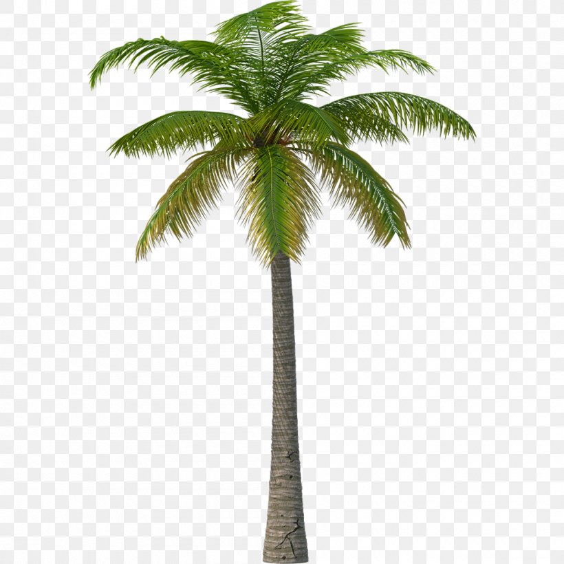 Palm Tree, PNG, 1000x1000px, Tree, Arecales, Coconut, Elaeis, Green Download Free