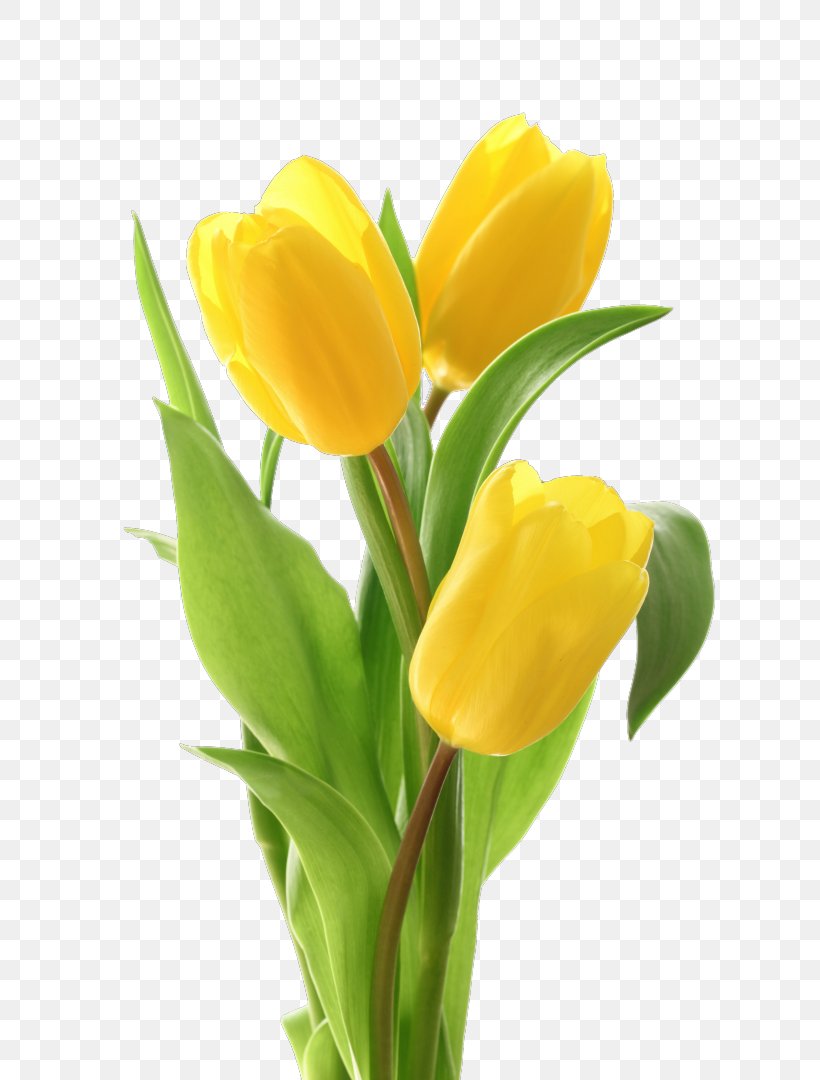 Tulip Flower Bouquet Floral Design Cut Flowers, PNG, 720x1080px, Tulip, Blume, Bud, Canvas, Crocus Download Free