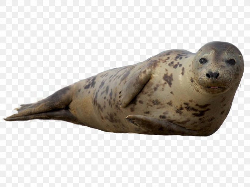 Earless Seal Sea Lion Harbor Seal Grey Seal Ringed Seal, PNG, 1890x1417px, Earless Seal, Animal, California Sea Lion, Fauna, Grey Seal Download Free