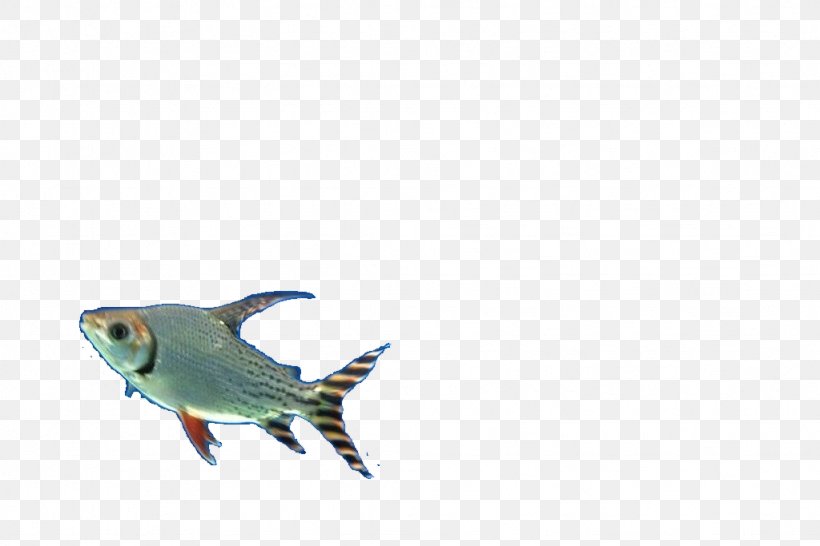 Fish Designer Pattern, PNG, 1024x683px, Fish, Beak, Bird, Designer, Fauna Download Free