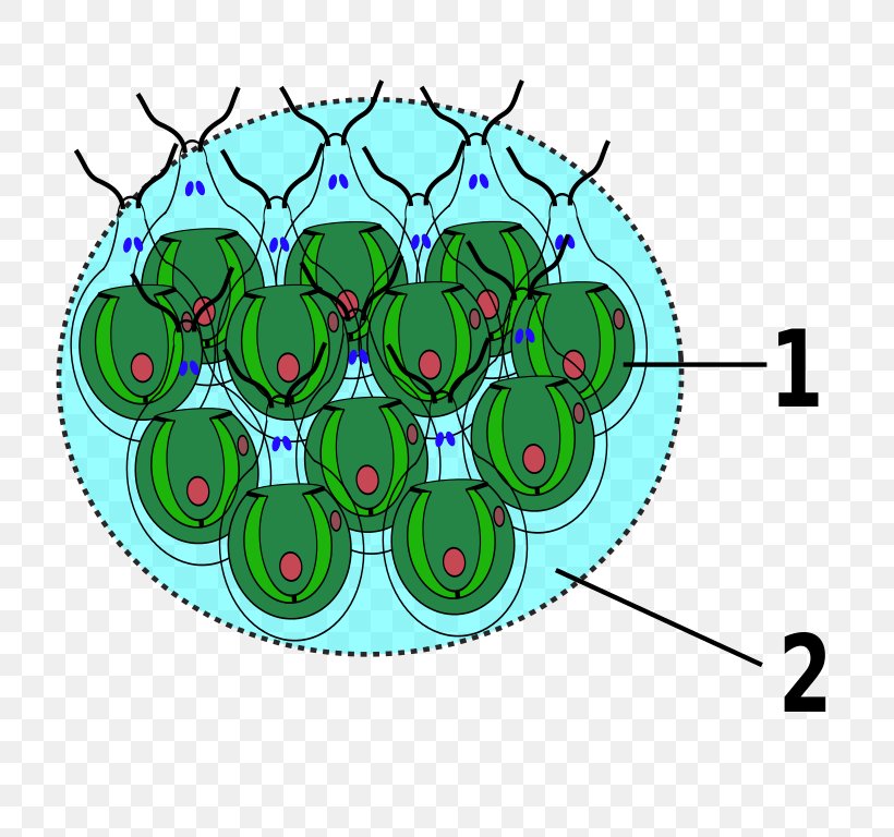 Gonium Chlamydomonas Zellkolonie Green Algae, PNG, 768x768px, Chlamydomonas, Algae, Area, Biology, Cell Download Free