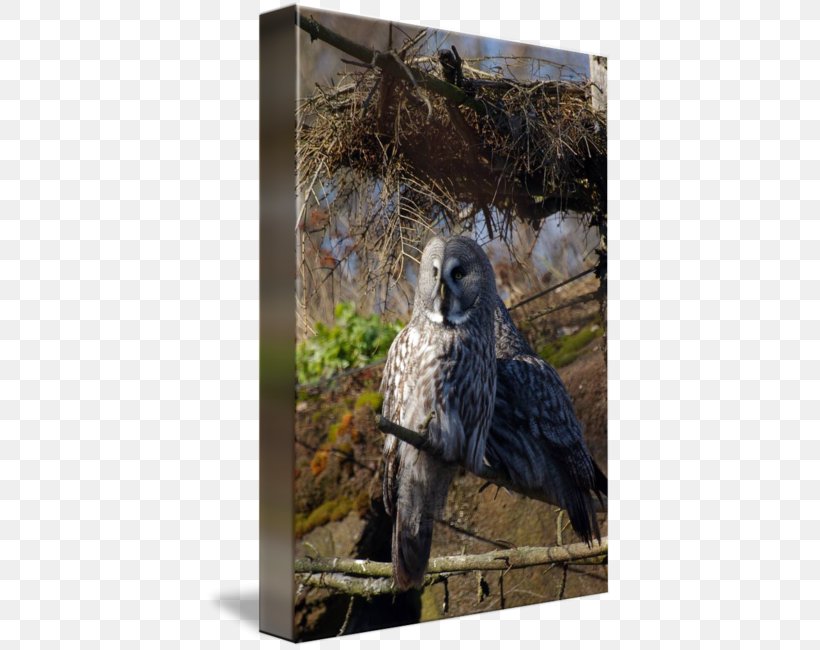 Owl Fauna Hawk Beak Feather, PNG, 407x650px, Owl, Beak, Bird, Bird Of Prey, Falcon Download Free