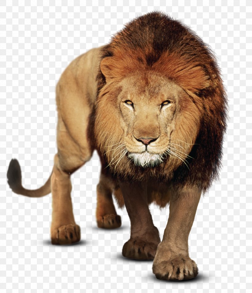 Gujarat Felidae PicsArt Photo Studio East African Lion, PNG, 3292x3826px, Gujarat, Big Cats, Carnivoran, Cat Like Mammal, Cover Art Download Free