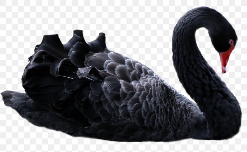 The Black Swan: The Impact Of The Highly Improbable Antifragile Black Swan Guesthouse Manong Road New Europa, PNG, 1500x924px, Antifragile, Beak, Bird, Black Swan, Black Swan Guesthouse Download Free