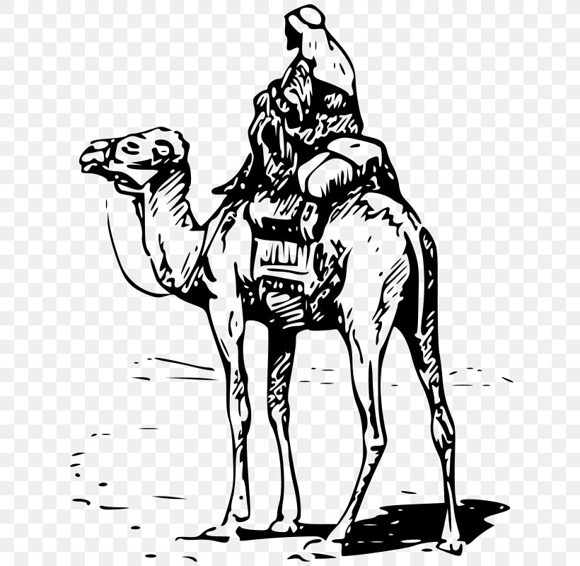 Camel Download Clip Art, PNG, 656x800px, Camel, Arabian Camel, Art, Black And White, Camel Like Mammal Download Free