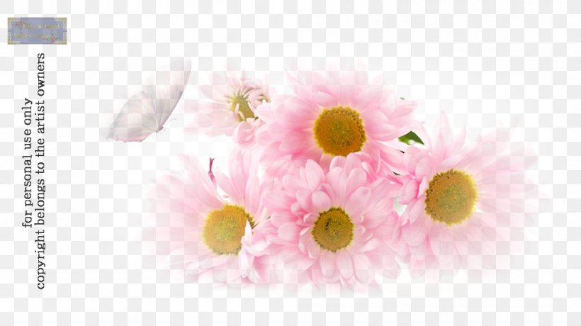 Flower Petal Love Transvaal Daisy, PNG, 1000x562px, Flower, Blossom, Chrysanthemum, Chrysanths, Cut Flowers Download Free