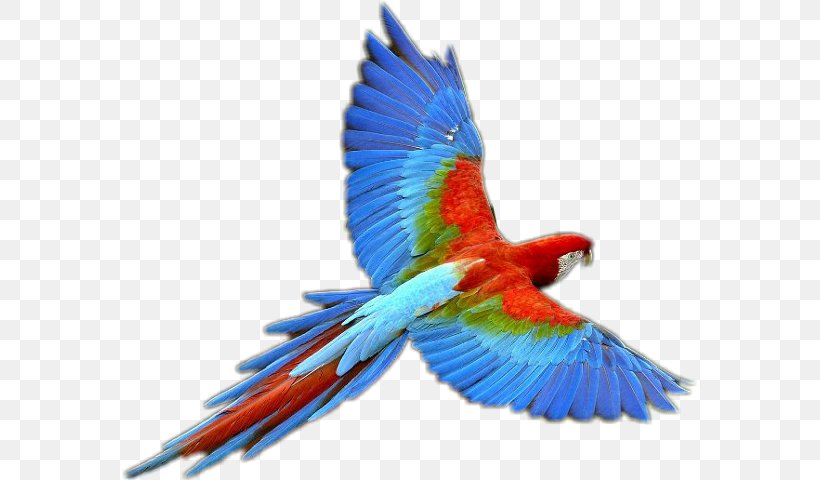 Parrot Bird Business, PNG, 575x480px, Parrot, Animal, Beak, Bird, Bluebird Download Free