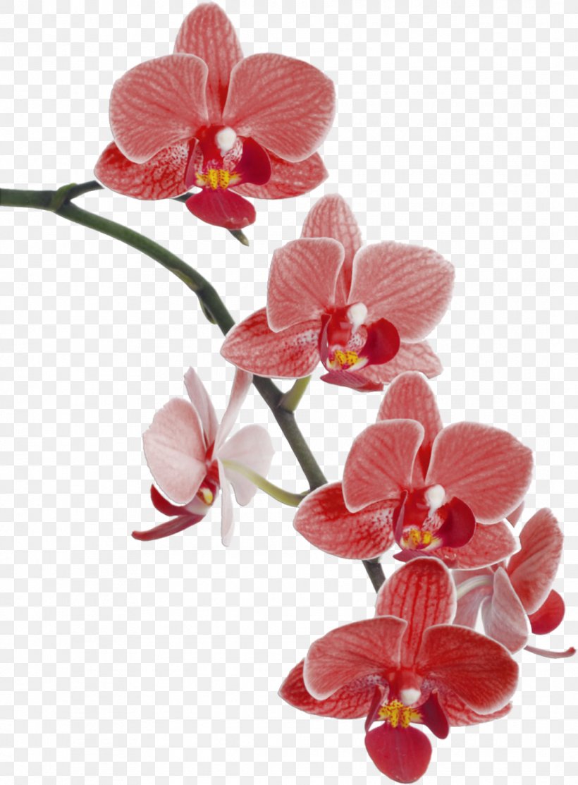 Waling-waling Cypripedium Popular Orchids Flower Clip Art, PNG, 1068x1450px, Walingwaling, Botanical Illustration, Cut Flowers, Cypripedium, Digital Image Download Free