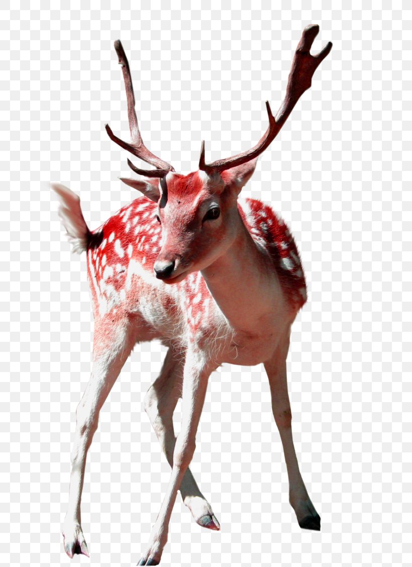 White-tailed Deer Clip Art, PNG, 658x1128px, Deer, Antler, Display Resolution, Herd, Horn Download Free