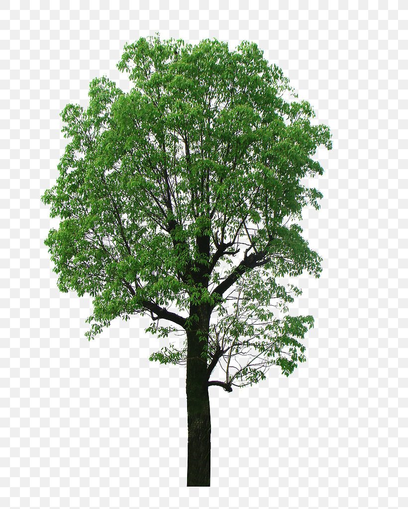 Camphor Tree Lindens, PNG, 768x1024px, Camphor Tree, Arecaceae, Branch, Cinnamomum, Information Download Free