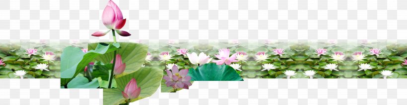 Nelumbo Nucifera Pond Material Euclidean Vector, PNG, 5165x1345px, Nelumbo Nucifera, Balsa De Agua, Concepteur, Cut Flowers, Flora Download Free