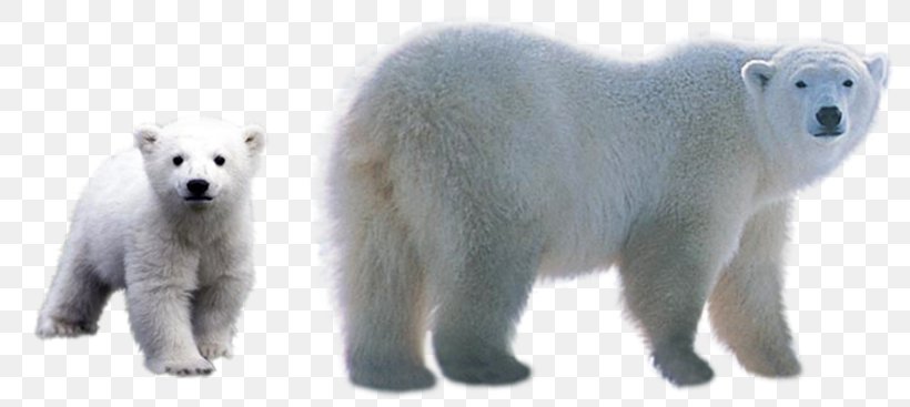 Polar Bear Download Clip Art, PNG, 800x367px, Polar Bear, Animal Figure, Arctic, Bear, Carnivoran Download Free