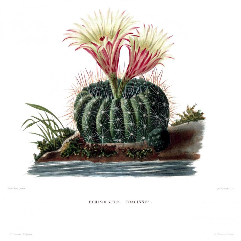 The Cactaceae Botanical Illustration Botany Cleistocactus, PNG, 1292x1294px, Cactaceae, Ariocarpus, Botanical Illustration, Botany, Cactus Download Free