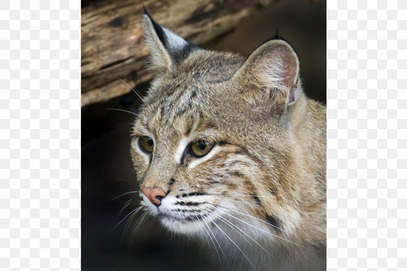 Whiskers Bobcat National Zoological Park Pixie-bob Domestic Short-haired Cat, PNG, 900x600px, Whiskers, Animal, Asian, Bobcat, California Spangled Download Free