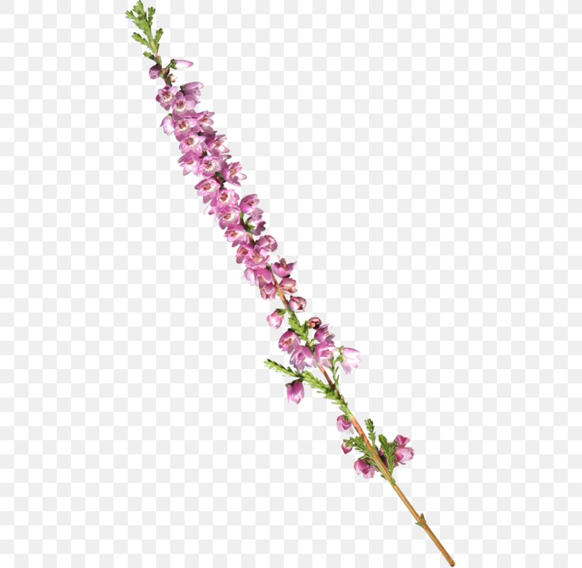 Flower Clip Art, PNG, 467x800px, Flower, Branch, Lilac, Magenta, Petal Download Free