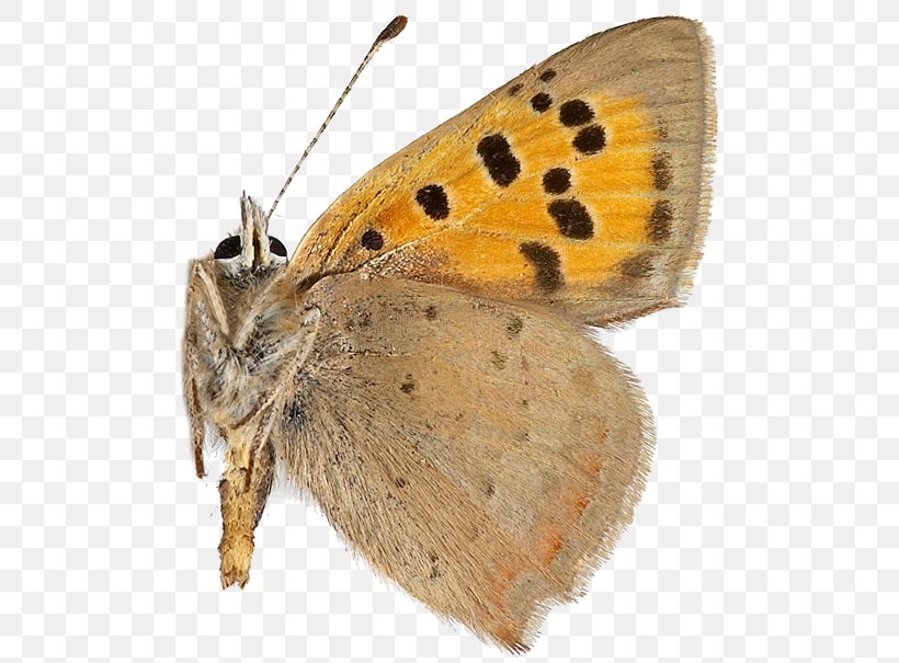 Gossamer-winged Butterflies Brush-footed Butterflies Small Copper Brown House Moth Silkworm, PNG, 506x605px, Gossamerwinged Butterflies, Arthropod, Artsdatabanken, Board Of Directors, Bombycidae Download Free