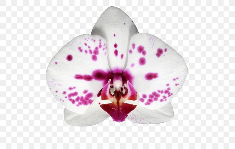 Moth Orchids Stolk Flora Plant Donostia / San Sebastián, PNG, 581x521px, Moth Orchids, Artikel, Branch, Delivery Contract, Floraxchange Download Free