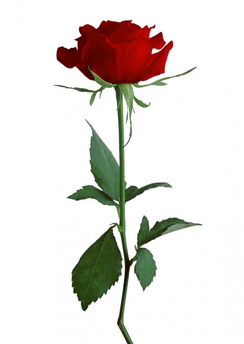 Rose Clip Art, PNG, 1136x1600px, Rose, Bud, Cut Flowers, Floristry, Flower Download Free