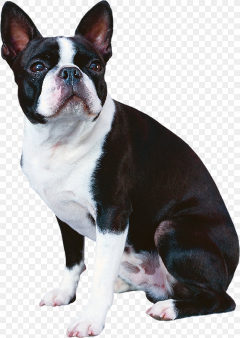 Boston Terrier French Bulldog Boxer Japanese Chin, PNG, 1782x2505px, Boston Terrier, Animal, Boxer, Breed, Bulldog Download Free