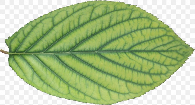 Leaf Plant Pathology, PNG, 1280x692px, Leaf, Plant, Plant Pathology Download Free