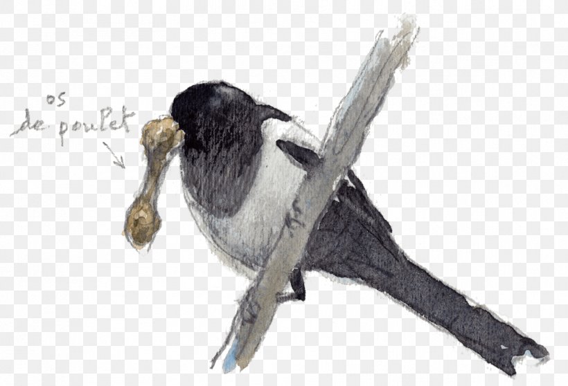 Beak Bird Passerine Fauna Feather, PNG, 1761x1200px, Beak, Bird, Fauna, Feather, Passerine Download Free
