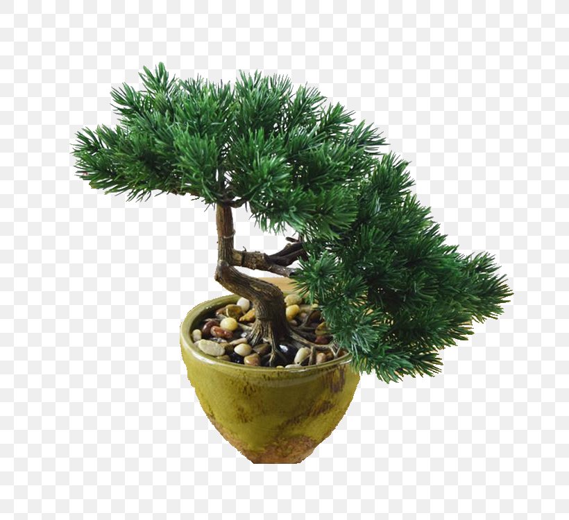 Bonsai Flowerpot Tree Evergreen, PNG, 750x750px, Bonsai, Evergreen, Flowerpot, Houseplant, Plant Download Free