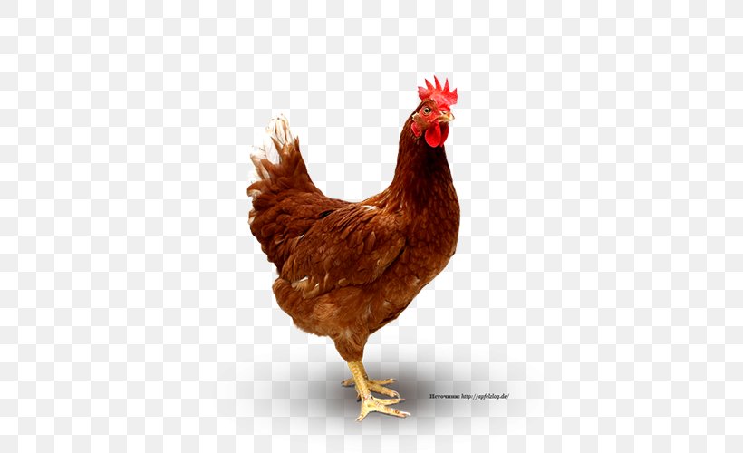 Chicken Curry Broiler Poultry Chicken As Food, PNG, 640x500px, Chicken, Beak, Bird, Broiler, Chicken As Food Download Free