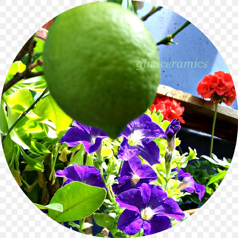 Citrus Leaf, PNG, 1497x1497px, Citrus, Fruit, Grass, Leaf, Plant Download Free