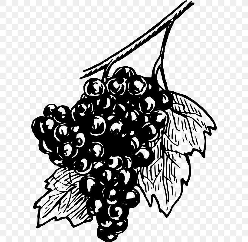 Common Grape Vine Concord Grape Wine Clip Art, PNG, 614x800px, Common Grape Vine, Art, Artwork, Berry, Black Download Free
