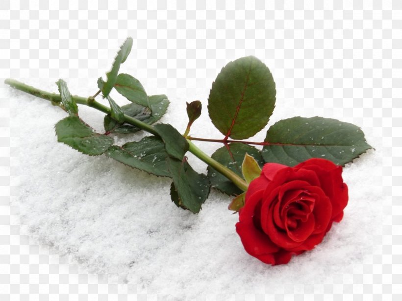 Sthreeyeyum Pranayatheyum Kurichu Book Propose Day Valentine's Day International Kissing Day, PNG, 1200x900px, Book, Artificial Flower, Cut Flowers, February, February 7 Download Free