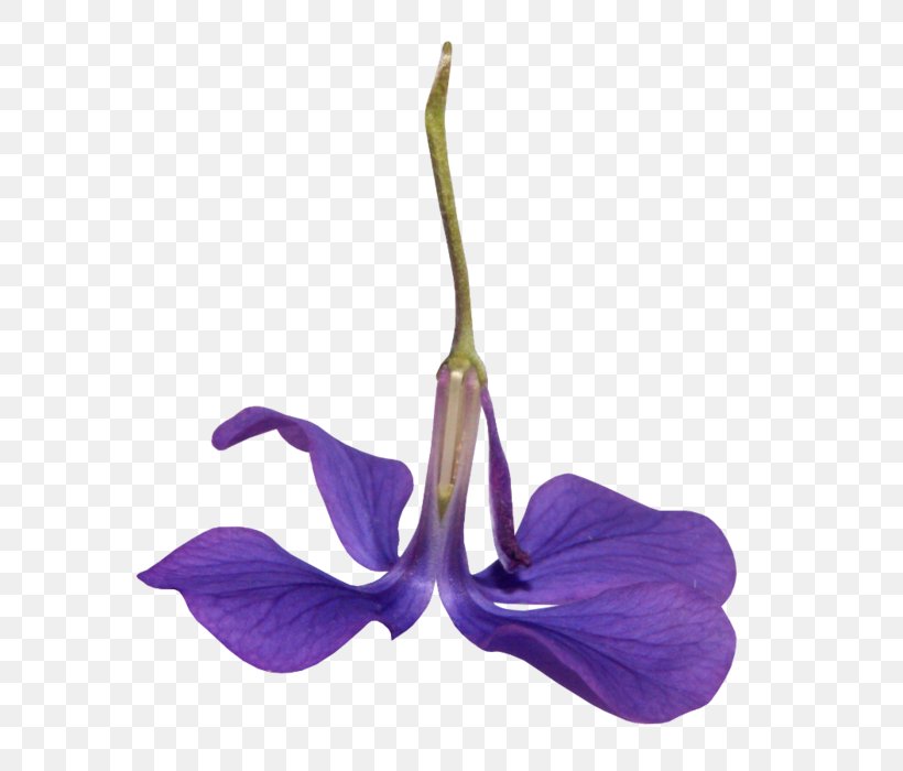 Blue Iris Flower, PNG, 619x700px, Purple, Anthurium, Blue, Cattleya, Designer Download Free