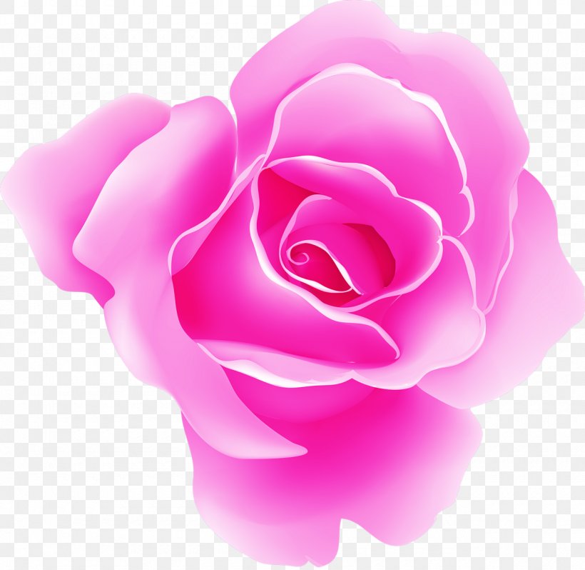 Garden Roses Pink Cabbage Rose Beach Rose, PNG, 1280x1247px, Garden Roses, Beach Rose, Cabbage Rose, China Rose, Close Up Download Free