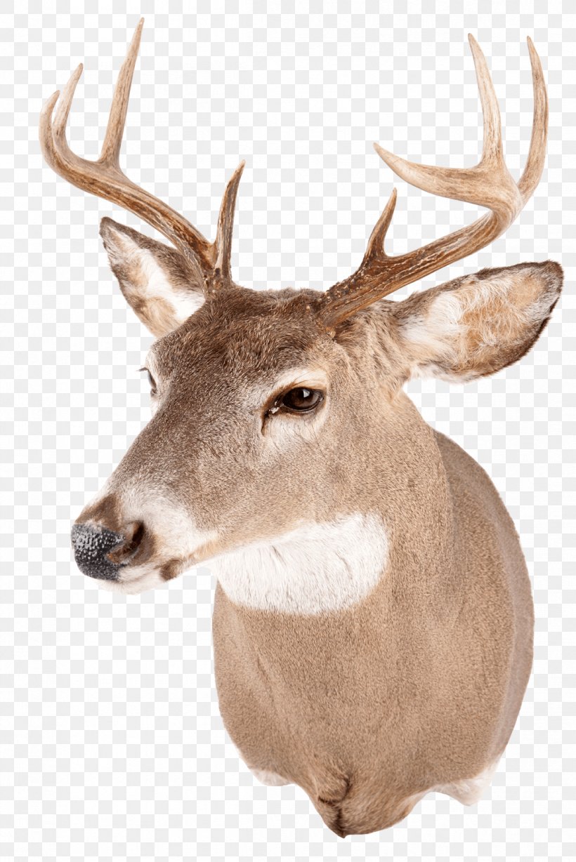 White-tailed Deer Red Deer Reindeer Antler, PNG, 1201x1800px, Deer, Antler, Blacktailed Deer, Deer Hunting, Elk Download Free