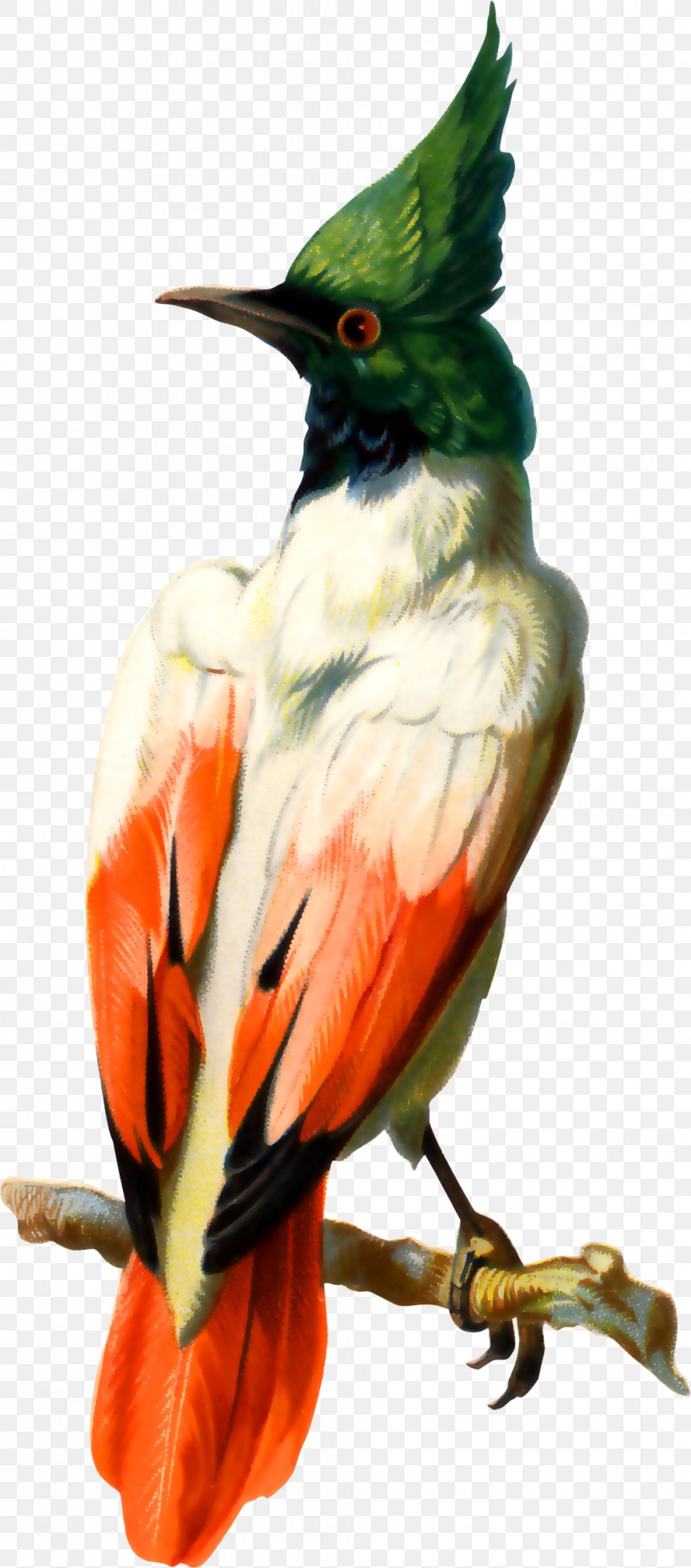 Bird Photography Illustration, PNG, 1017x2310px, Bird, Beak, Coraciiformes, Drawing, Fauna Download Free