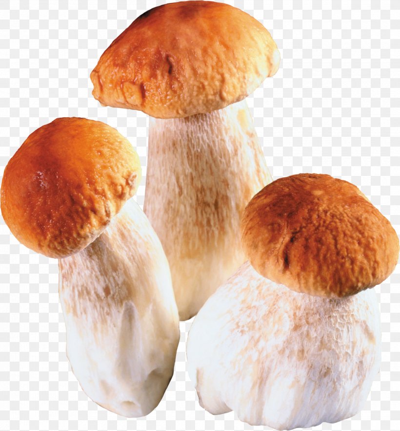 Edible Mushroom Penny Bun Fungus Clip Art, PNG, 2480x2669px, Watercolor, Cartoon, Flower, Frame, Heart Download Free
