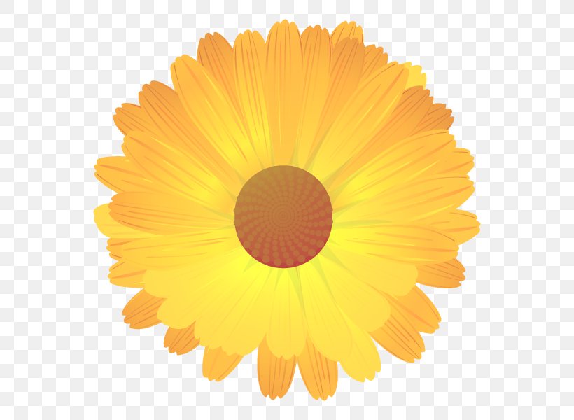 English Marigold Getty Images Stock Photography Common Daisy, PNG, 600x600px, English Marigold, Calendula, Common Daisy, Daisy Family, Field Marigold Download Free