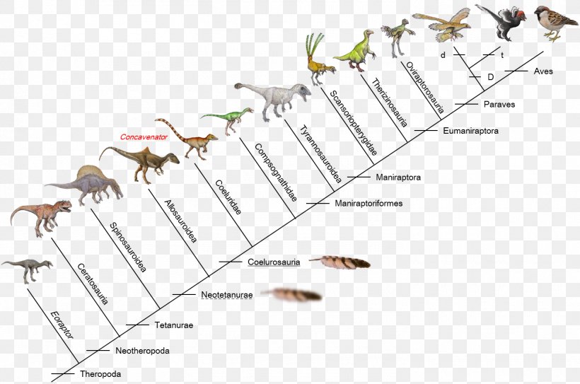 Evolution Of Birds Dinosaur Giganotosaurus Microraptor, PNG, 1470x974px, Bird, Abiogenesis, Animal, Area, Diagram Download Free