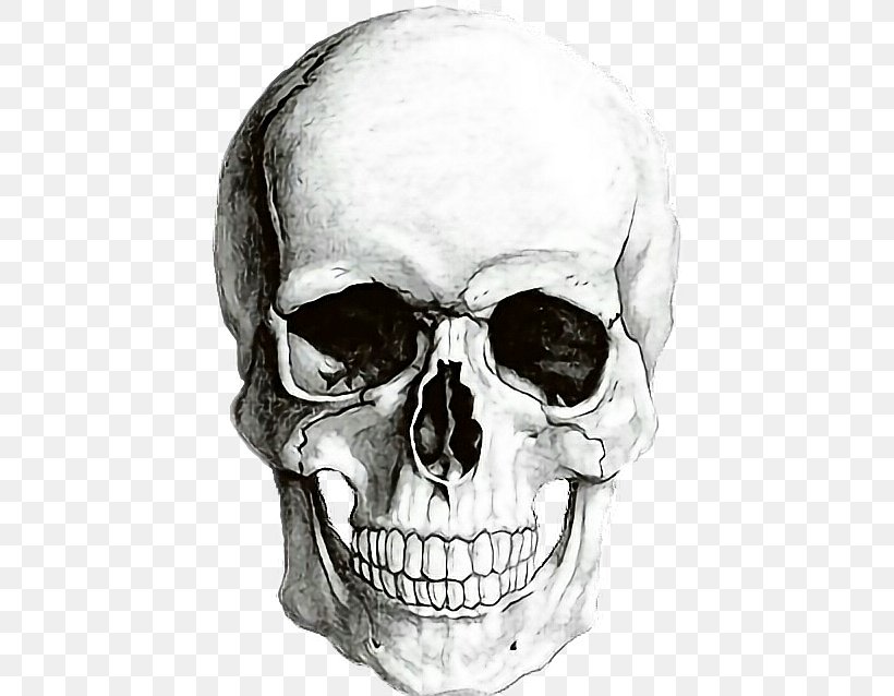 Human Skull Symbolism Human Skeleton Drawing, PNG, 434x638px, Human Skull Symbolism, Anatomy, Black And White, Bone, Drawing Download Free