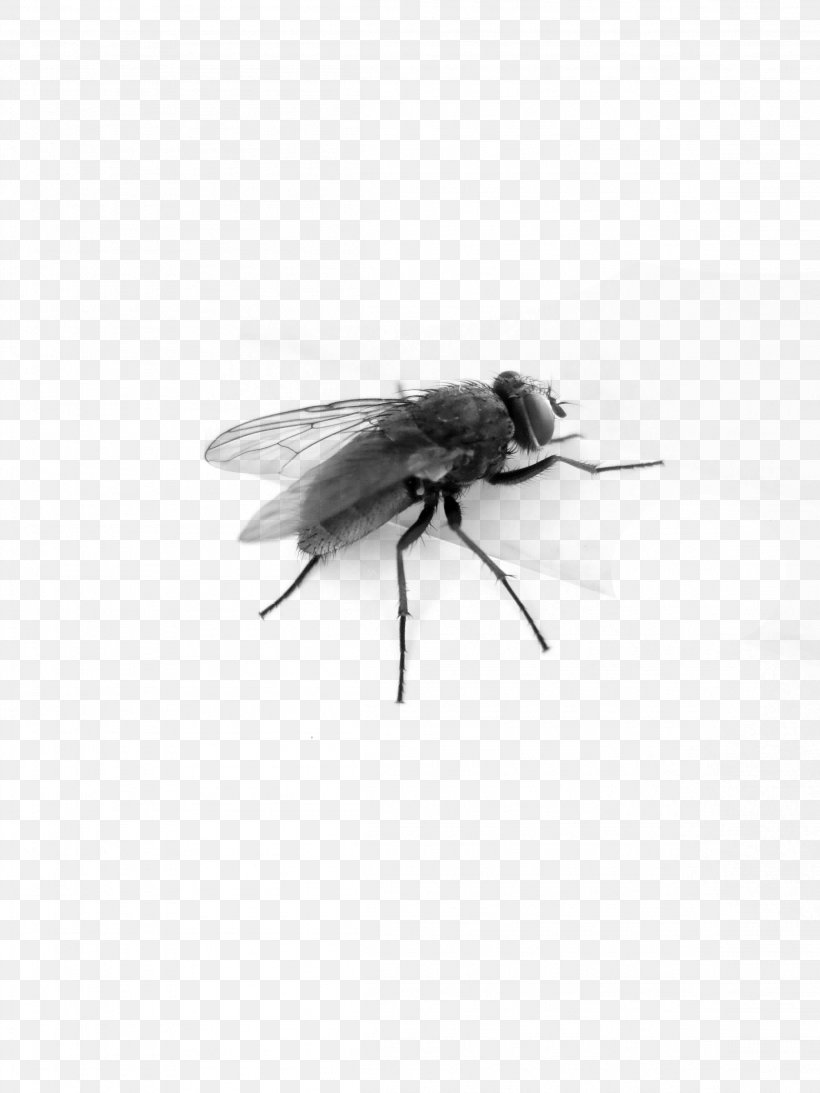 Muscidae Black And White Insect, PNG, 2304x3072px, Insect, Arthropod, Bee, Black, Black And White Download Free