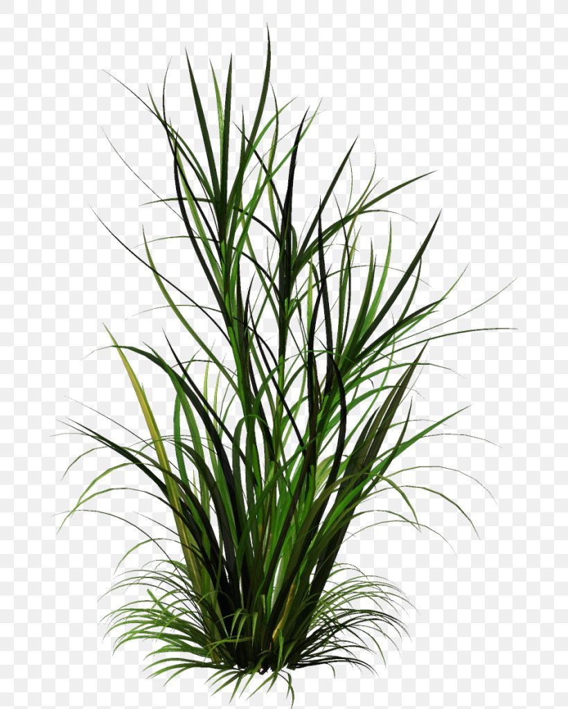 Clip Art Shrub Plants Image, PNG, 676x1024px, Shrub, Botany, Chives, Flower, Flowering Plant Download Free