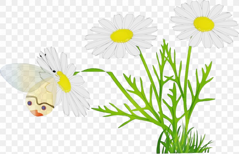 Watercolor Flower Background, PNG, 1280x824px, Watercolor, Camomile, Chamaemelum Nobile, Chamomile, Common Daisy Download Free