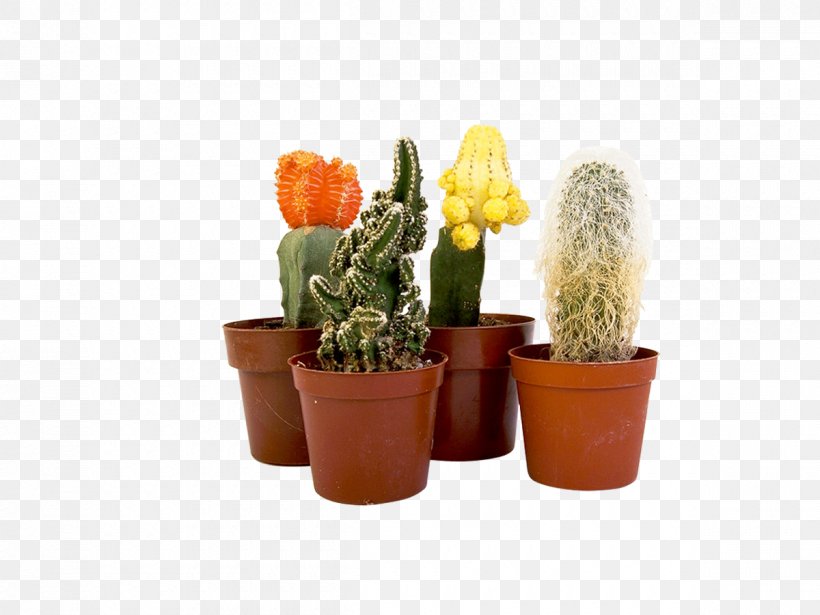 Cactaceae Epiphyllum Flowerpot Houseplant, PNG, 1200x900px, Cactaceae, Bonsai, Cactus, Caryophyllales, Crock Download Free