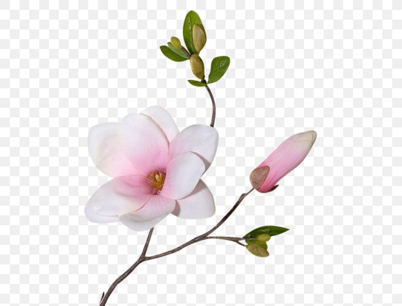 Flower Magnolia Plant Stem Clip Art, PNG, 600x625px, Flower, Artificial Flower, Blossom, Branch, Bud Download Free